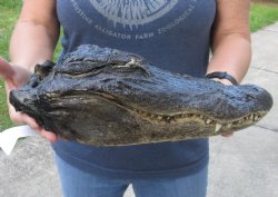 14 inch Preserved Alligator head with mouth and eyes closed  - $35.00