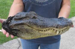15 inch Preserved Alligator head with mouth and eyes closed  - $60.00
