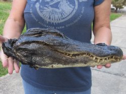 16-3/4 inch Preserved Alligator head with mouth and eyes closed  - $85.00