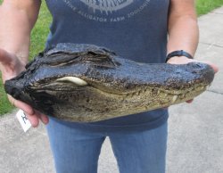 14-1/2 inch Preserved Alligator head with mouth and eyes closed  - $40.00