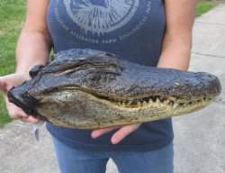 15-1/2 inch Preserved Alligator head with mouth and eyes closed  - $65.00
