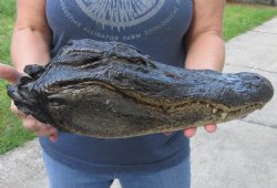 15-3/4 inch Preserved Alligator head with mouth and eyes closed  - $65.00