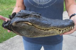 16-1/4 inch Preserved Alligator head with mouth and eyes closed  - $80.00