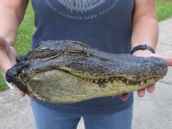 13-3/4 inch Preserved Alligator head with mouth and eyes closed  - $40.00