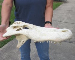20 inch Alligator TOP SKULL ONLY with teeth - $85