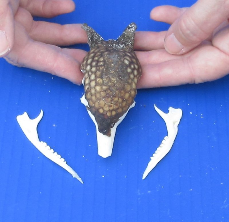 Armadillo Skull