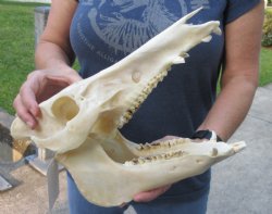 Wild Boar Skull 13 inches - $50