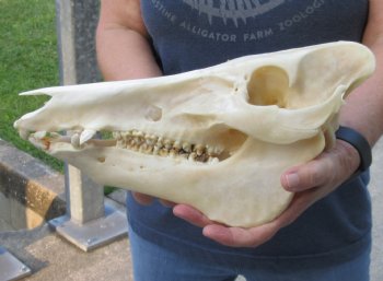 Wild Boar Skull 13 inches - $50