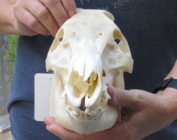 Wild Boar Skull 11 inches - $40