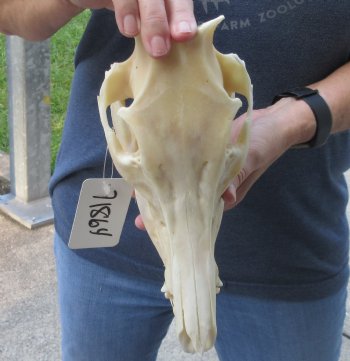 Wild Boar Skull 11 inches - $40
