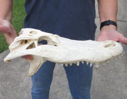 14 inch Alligator TOP SKULL ONLY with teeth - $45
