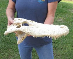 18 inch Alligator TOP SKULL ONLY with teeth - $65