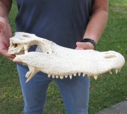 15 inch Alligator TOP SKULL ONLY with teeth - $45
