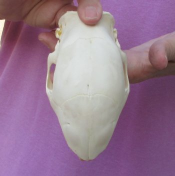 5-1/2 inch African Porcupine Skull - $50