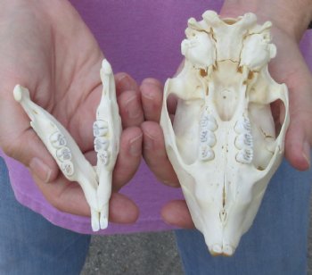 5-1/2 inch African Porcupine Skull - $50