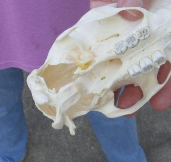 5-1/4 inch African Porcupine Skull - $65