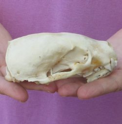 B-Grade North American badger skull - $39