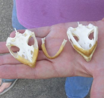 2 piece Common North American Snapping Turtle Skulls - $54