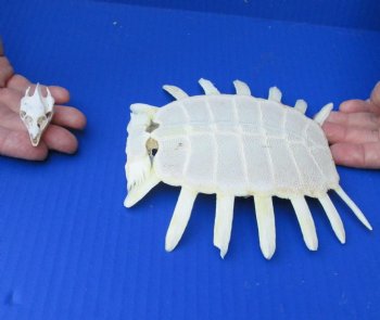 Soft Shell Turtle Skull and Shell for $42/set