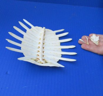 Soft Shell Turtle Skull and Shell for $42/set