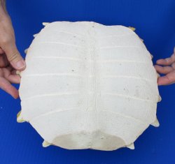 XL 10-1/4 inch Softshell turtle shell for $52