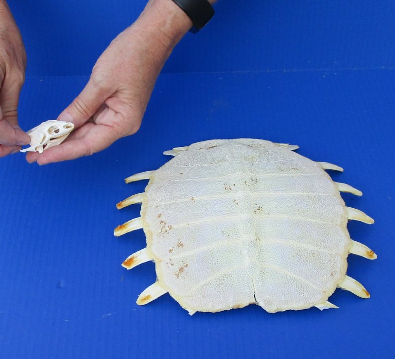 Soft Shell Turtle Skull and Shell