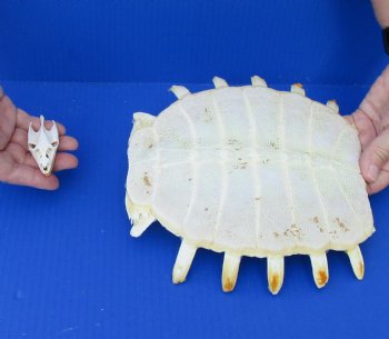 Soft Shell Turtle Skull and Shell for $75/set