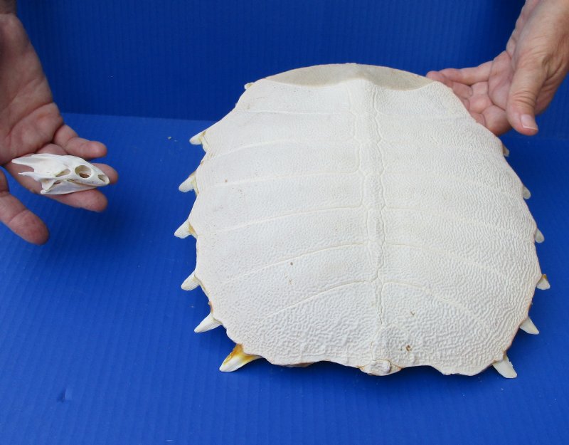 Soft Shell Turtle Skull and Shell