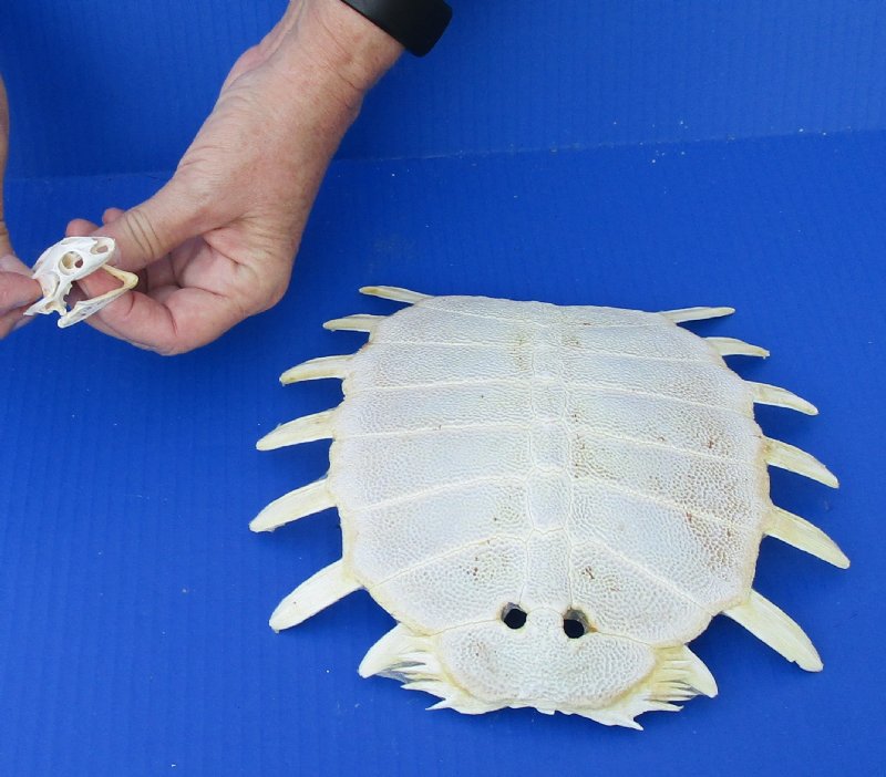 Soft Shell Turtle Skull and Shell