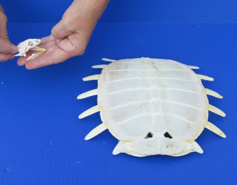 Soft Shell Turtle Skull and Shell