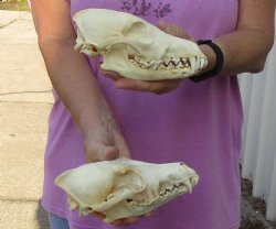 2 pc lot B-Grade coyote skulls for sale 7 and 7-1/2 inches long - $40/lot