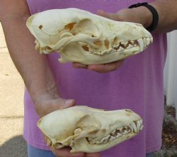 2 pc lot B-Grade coyote skulls 7-1/2 and 7 inches - $40