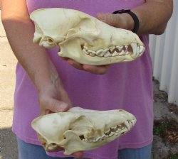 2 pc lot B-Grade coyote skulls 7-1/4 and 7-3/4 inches - $40