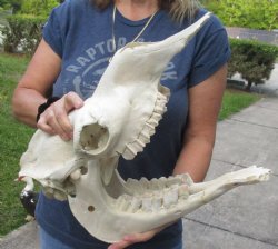 17 inch long Camel Skull with mandible from India, commercial B-Grade - $195.00
