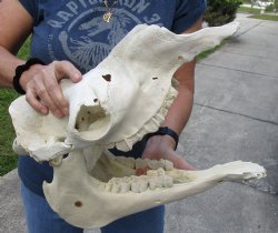 16 inch long Camel Skull with mandible from India, commercial B-Grade - $195.00