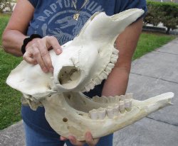 15-1/2 inch long Camel Skull with mandible from India, commercial B-Grade - $195.00
