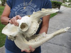 18 inch long Camel Skull with mandible from India, commercial B-Grade - $195.00