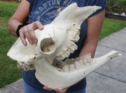 15 inch long Camel Skull with mandible from India, commercial B-Grade - $195.00