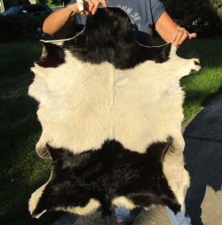 Real Goat Hide (Capra aegagrus hircus) 36 inches for $35 