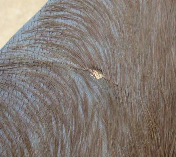 Real Goat Hide (Capra aegagrus hircus) 35 inches for $25 