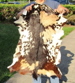 Real Goat Hide (Capra aegagrus hircus) 35 inches for $39 