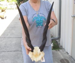 Female Eland Skull Plate with 24 inch Horns - $65 
