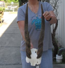 B-Grade Female Eland Skull Plate with 23 inch Horns - $39 