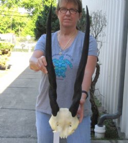 Female Eland Skull Plate with 27 inch Horns - $46 