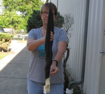 Female Eland Skull Plate with 27 inch Horns - $46 