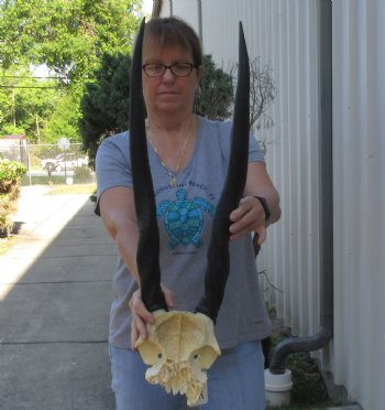 Female Eland Skull Plate with 27 inch Horns - $46 