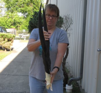 Female Eland Skull Plate with 27 inch Horns - $46 