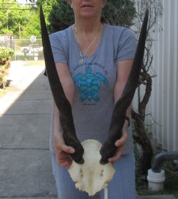 Female Eland Skull Plate with 27 inch Horns - $65 