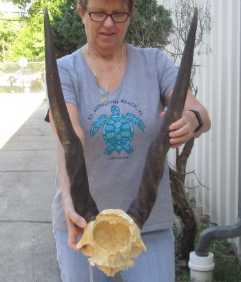 Female Eland Skull Plate with 27 inch Horns - $65 
