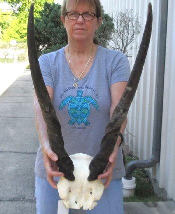 Female Eland Skull Plate with 28 inch Horns - $46 
